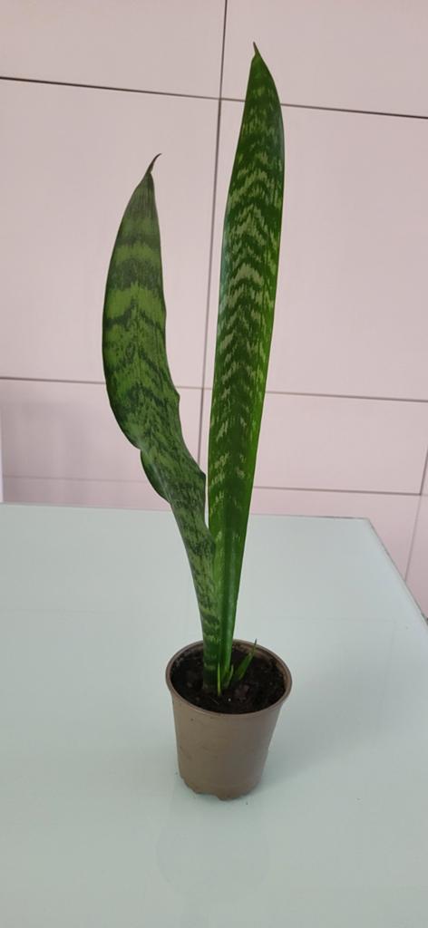 Sansevieria trifasciata, Enlèvement