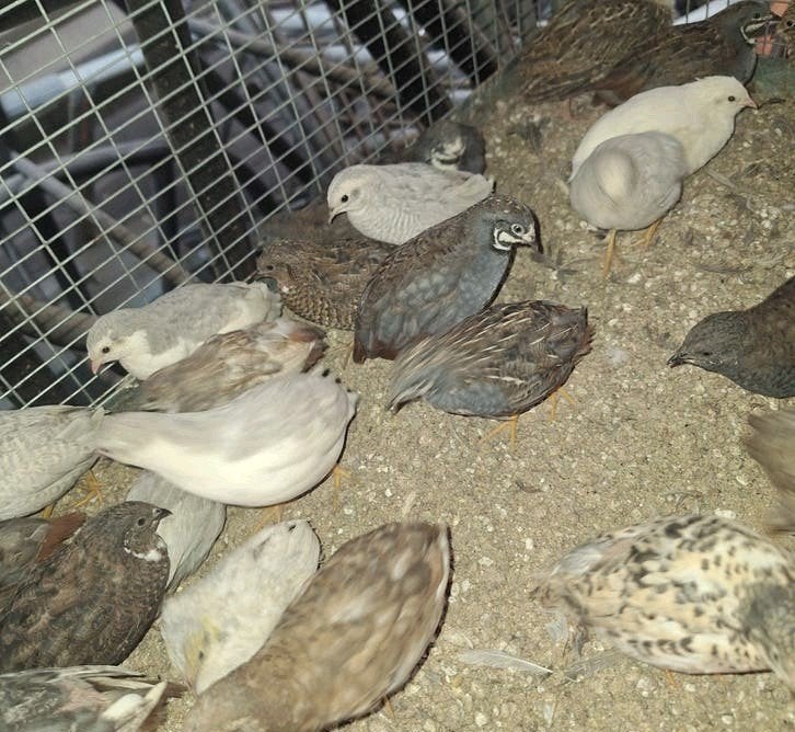 Japanse kwartel en chinees kwartel +-100 stuks, Dieren en Toebehoren