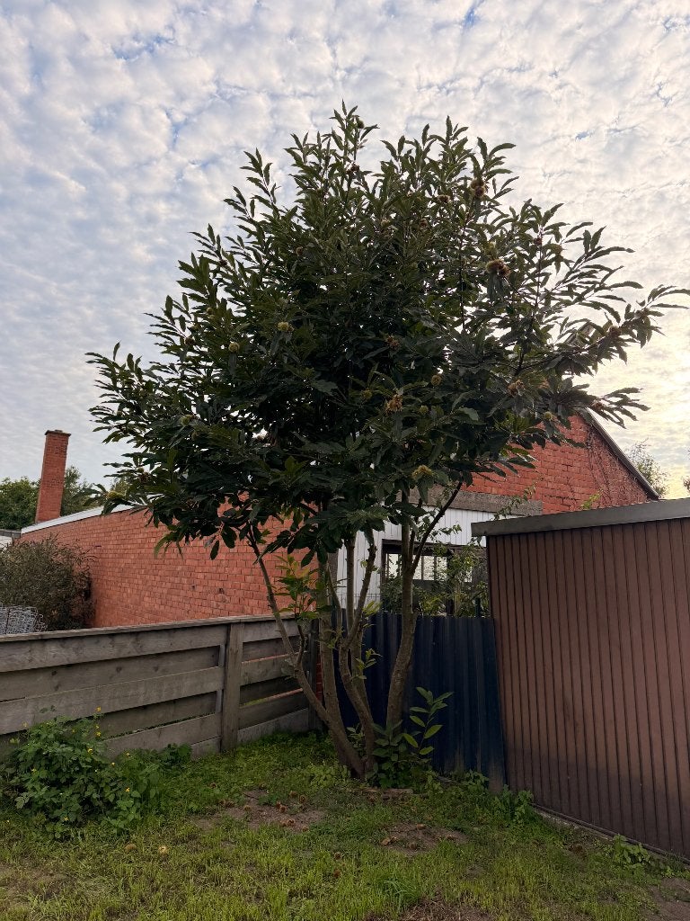 Tamme kastanje boom, Tuin en Terras, Ophalen, 250 tot 400 cm
