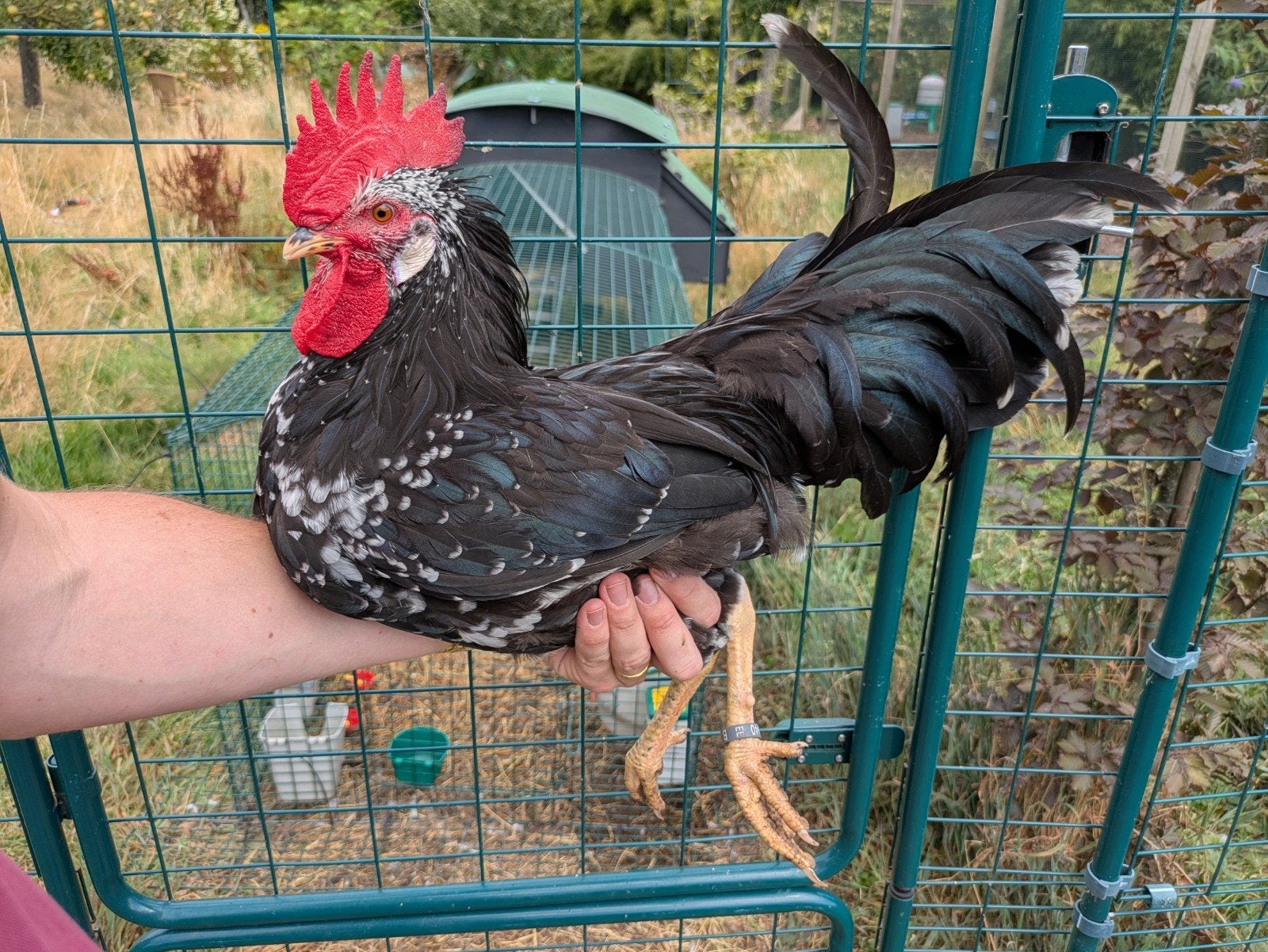 Ancona's (legkippen), Dieren en Toebehoren, Pluimvee, Meerdere dieren, Kip