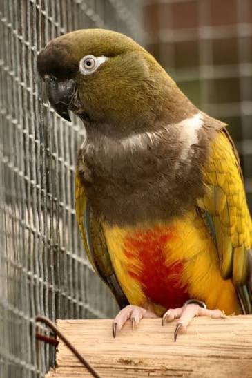 Patagonische rotsparkieten, Plusieurs animaux, Perroquet, Bagué