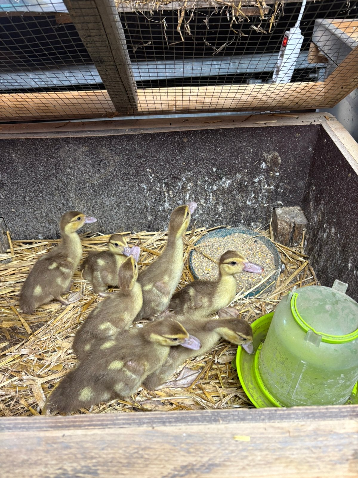 Eenden, Dieren en Toebehoren