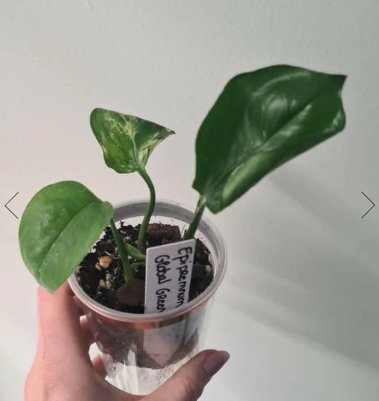 Epipremnum Global Green, Overige soorten, Minder dan 100 cm, Groene kamerplant, Halfschaduw