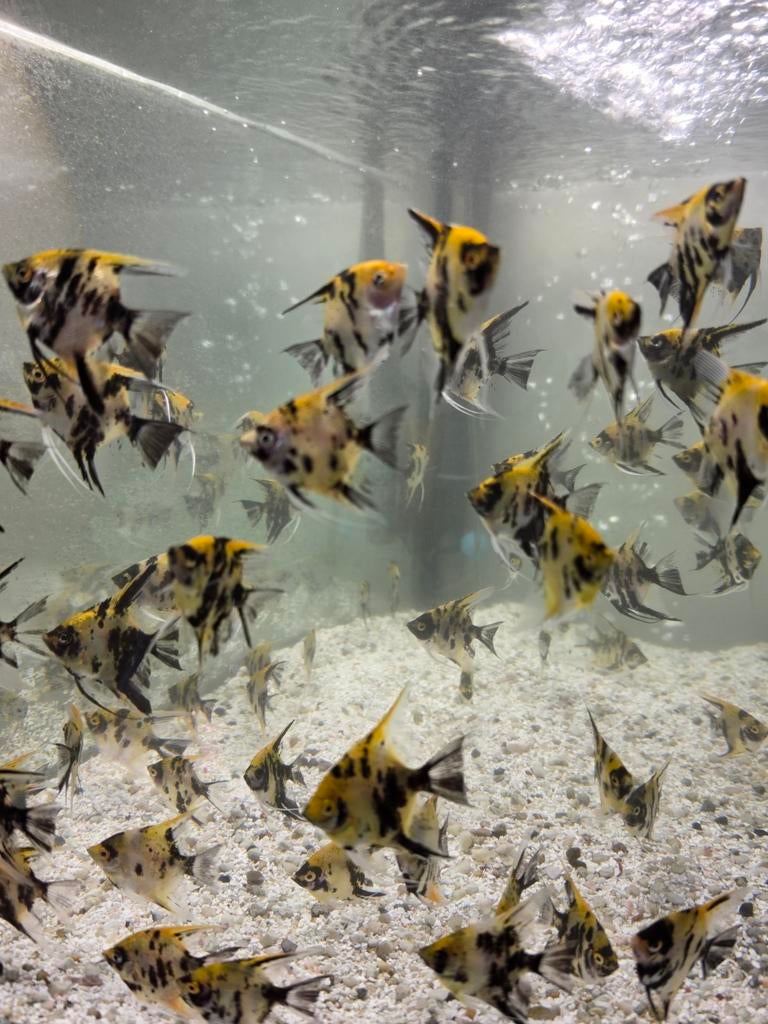 Poisson Scalaire, Enlèvement, Neuf