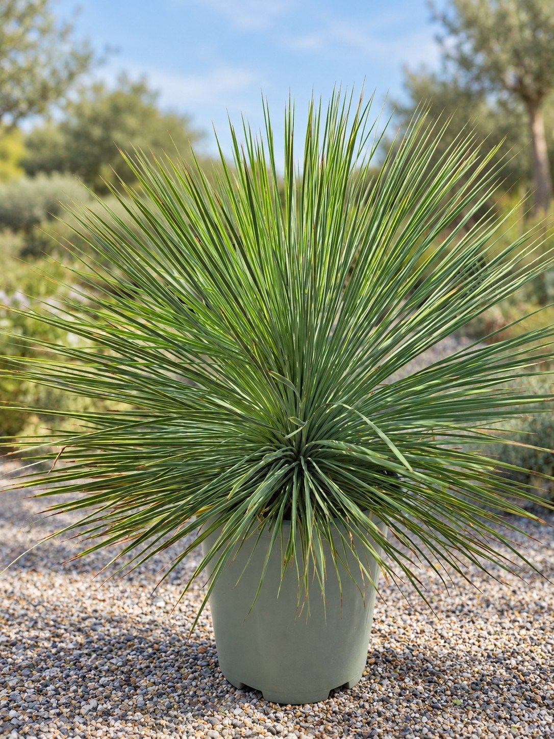 Yucca Fil. Linearifolia, Tuin en Terras, Ophalen