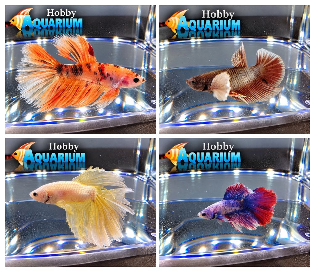 Hobbyaquarium Betta Splendes / Kempvissen Woe 21 Okt 12/20u, Animaux & Accessoires, Poisson, Poisson d'eau douce