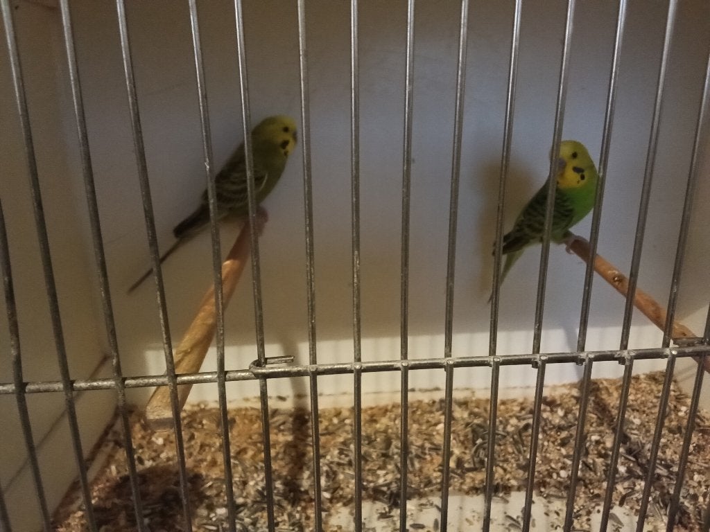 grasparkieten 2026, Plusieurs animaux, Perruche, Bagué