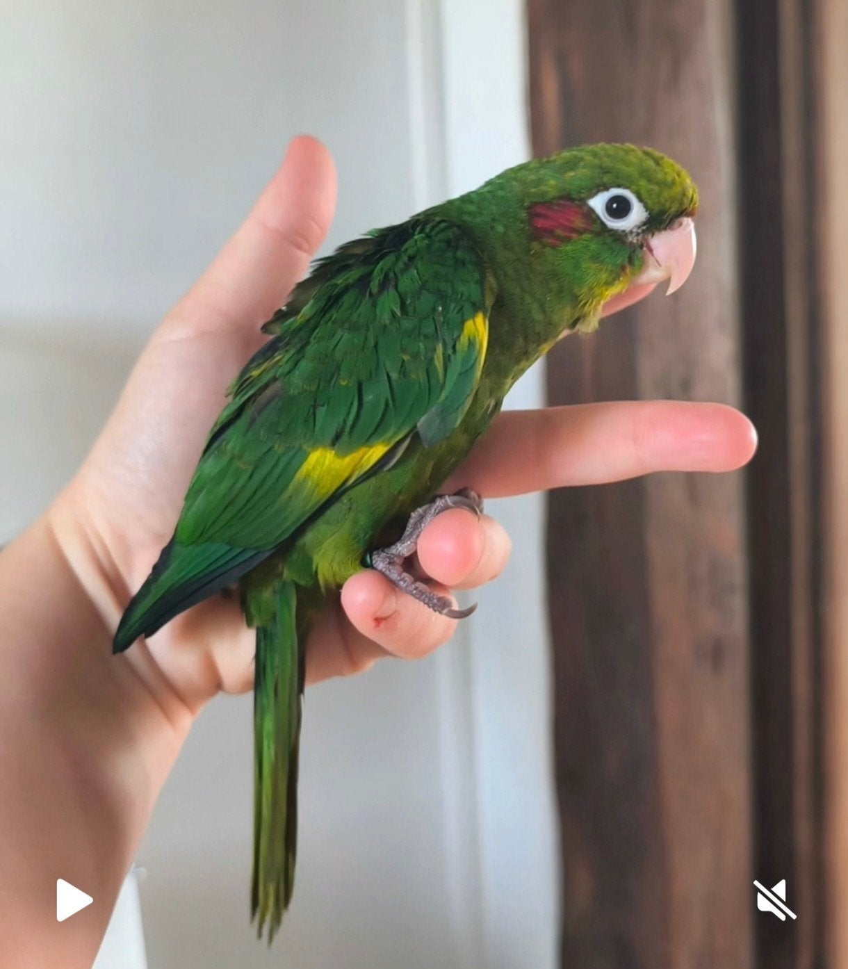 Conure de Hoffmann (Rare) EAM Tam