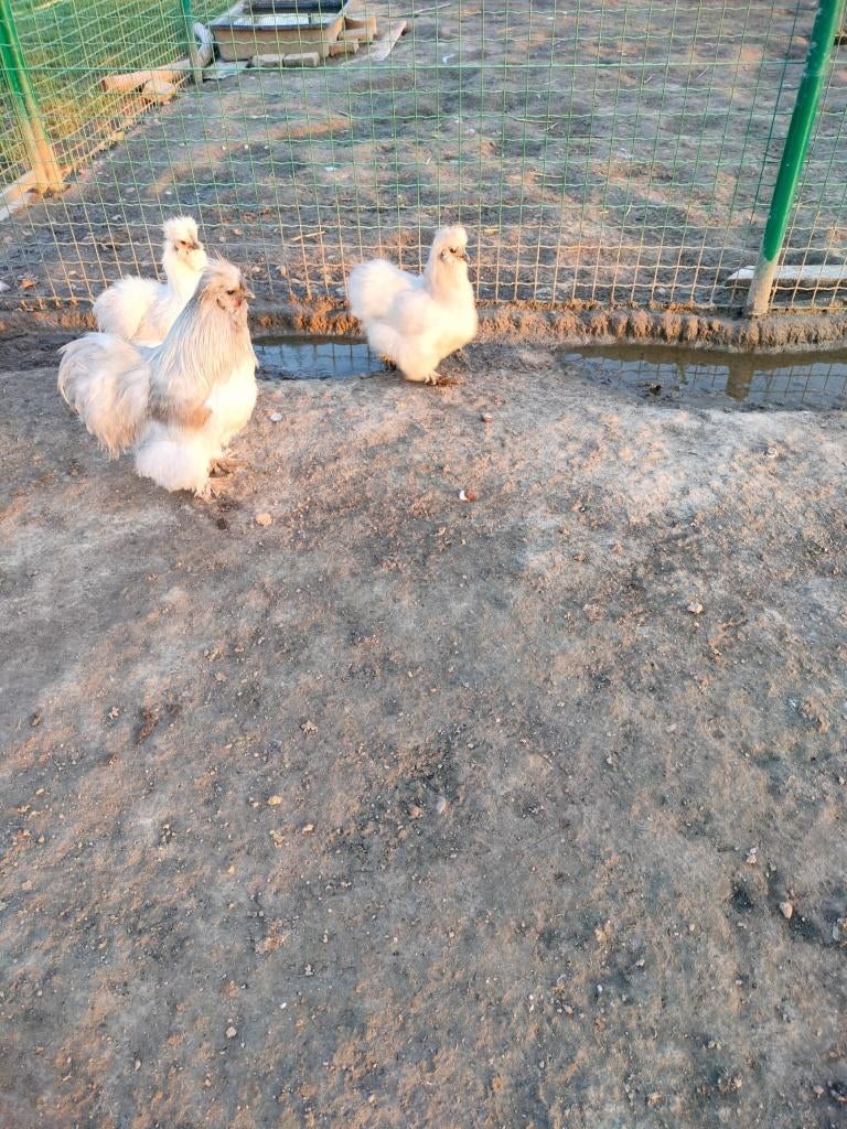 Broedeieren Zijdehoen Parelgrijs, Dieren en Toebehoren, Meerdere dieren, Kip