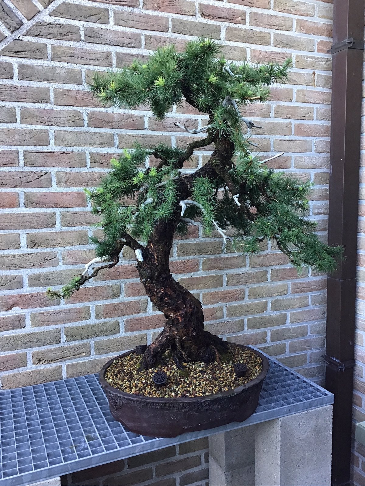 Larix decudua bonsai 95 cm, Tuin en Terras, Ophalen