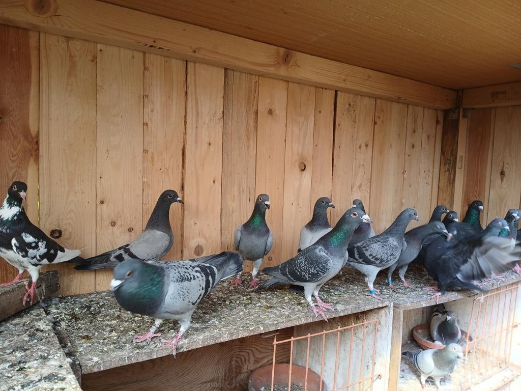 Reisduiven, Dieren en Toebehoren