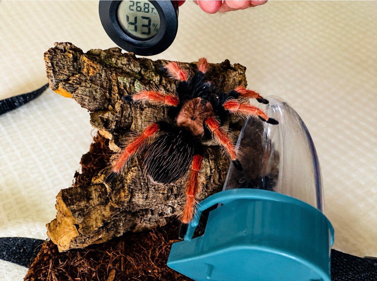 Brachypelma boehmei (Fireleg mexicain), Araignée ou Scorpion