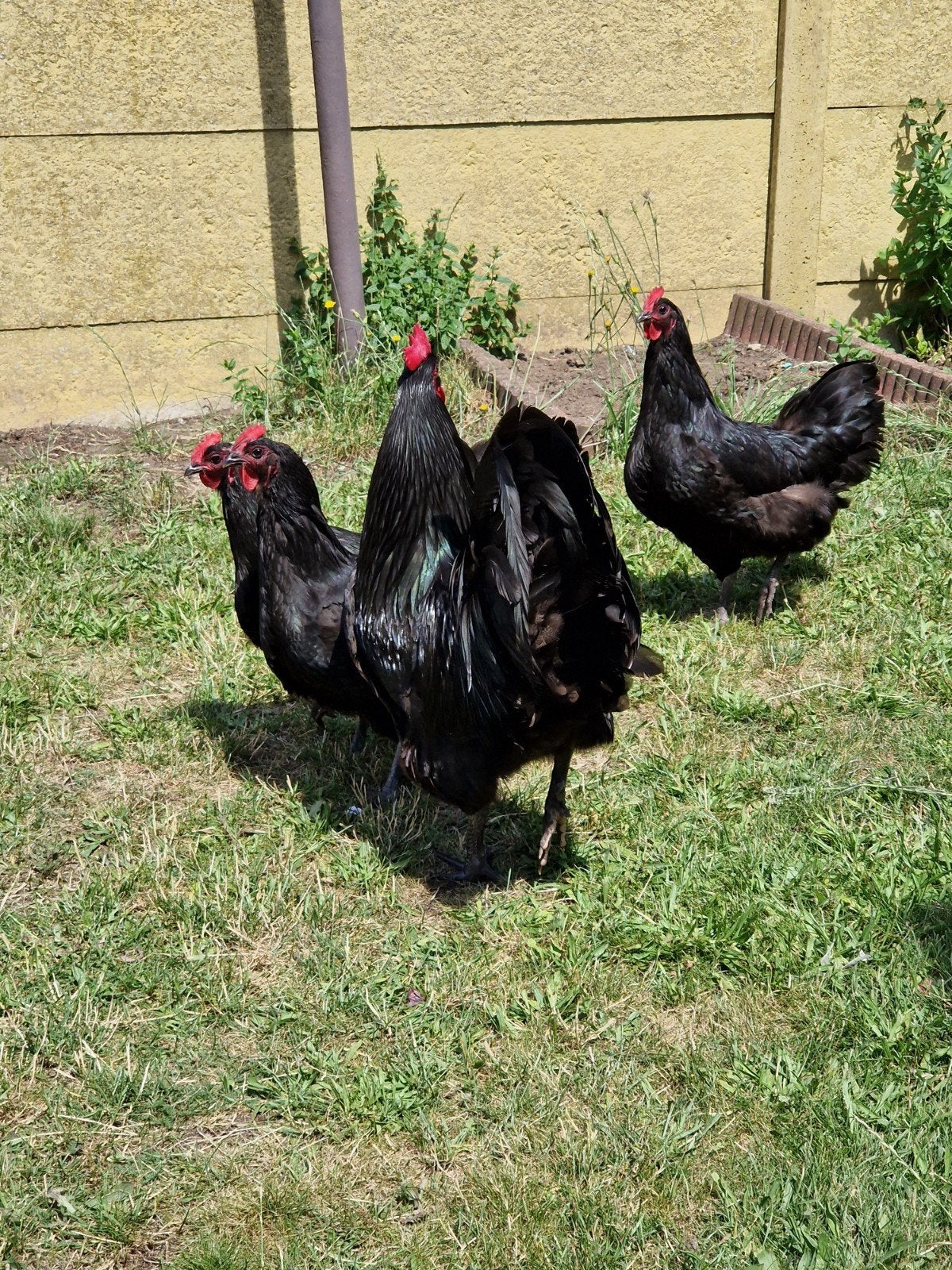 3 austrolorp kippen te koop, Dieren en Toebehoren, Ophalen of Verzenden