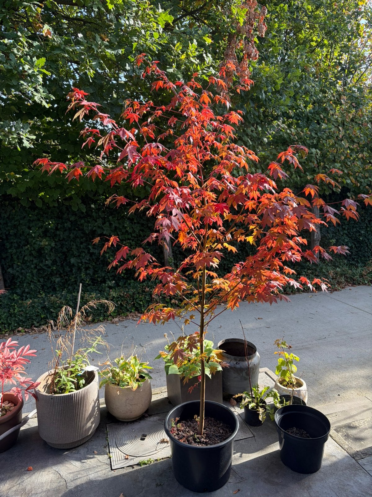 Acer palmatum, japanse esdoorn (groot), Tuin en Terras, Ophalen