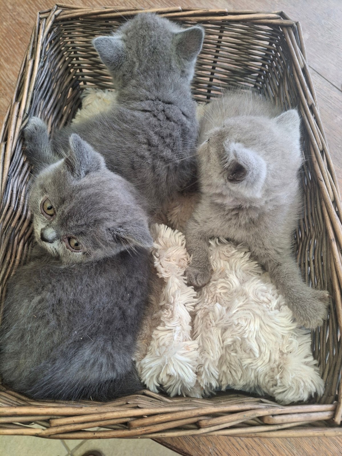 Brits korthaar kittens, Dieren en Toebehoren, Meerdere dieren, Gechipt, 0 tot 2 jaar