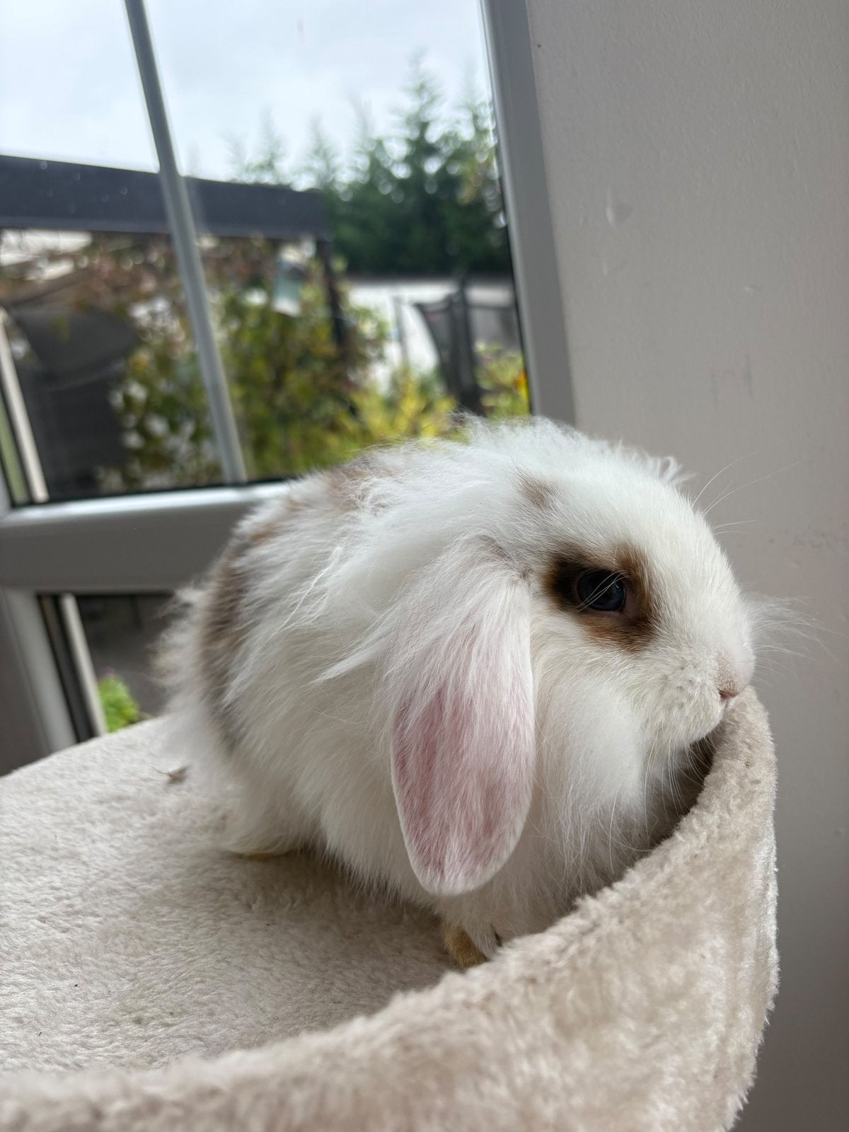 Baby konijn te koop, Dieren en Toebehoren