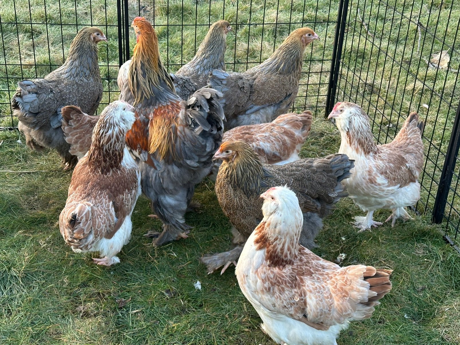 Duitse faverolle en brahma, Animaux & Accessoires, Volatiles