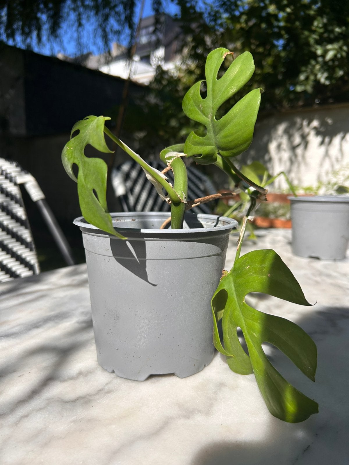 Monstera Minima / Rhaphidophora Tetrasperma, Huis en Inrichting, Ophalen