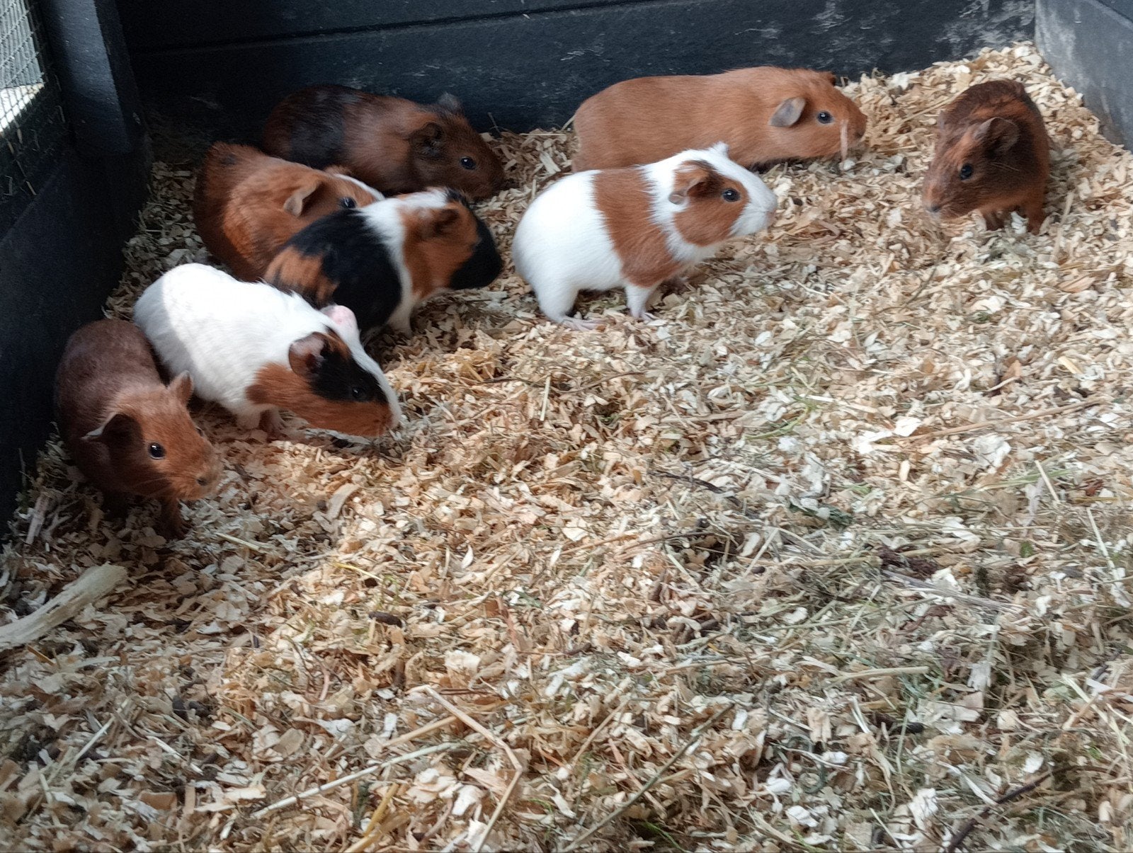 Jonge cavia zeugjes en beertjes, Cavia, Mei, Meerdere dieren, Tam