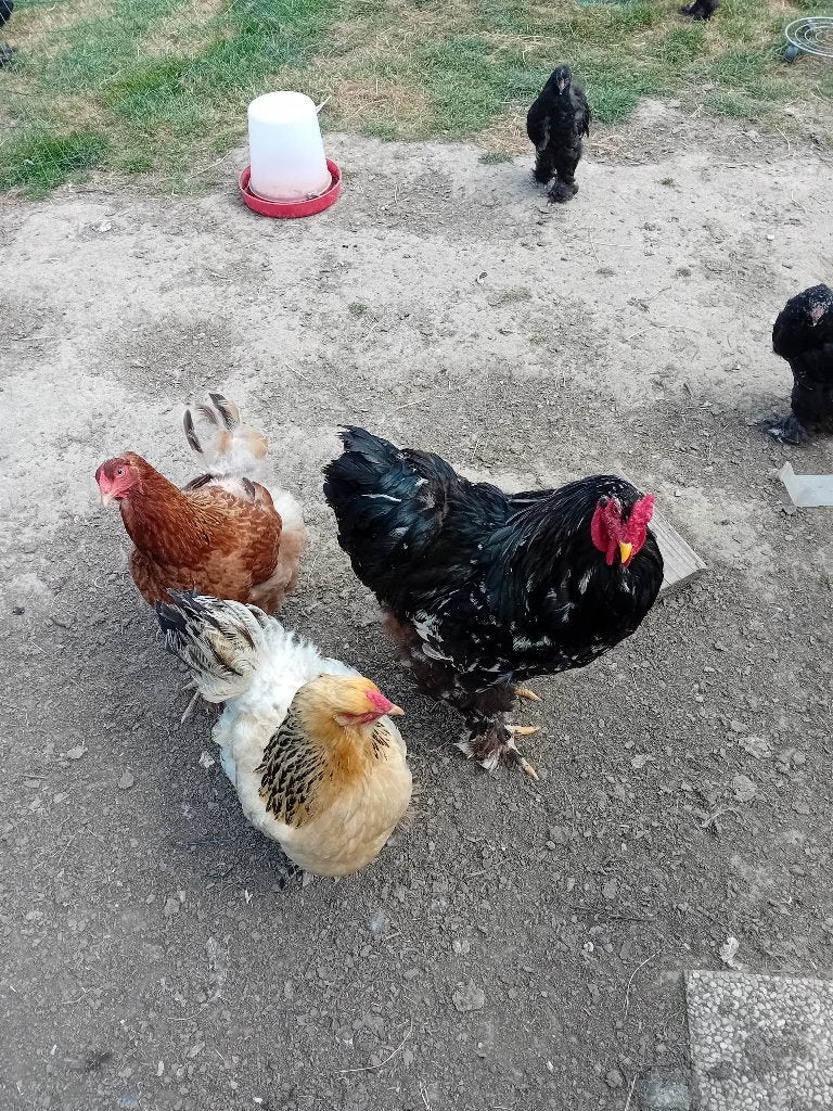 Coq Brahma, Mâle, Poule ou poulet