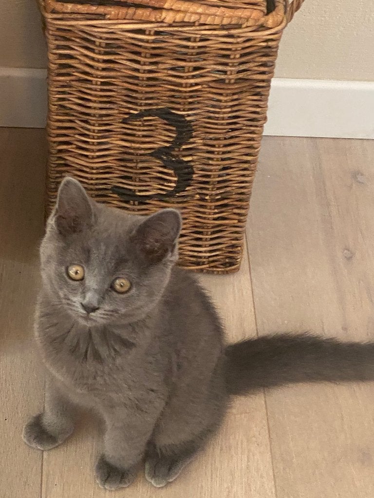Britse korthaar, Chat, Avec pedigree, 0 à 2 ans