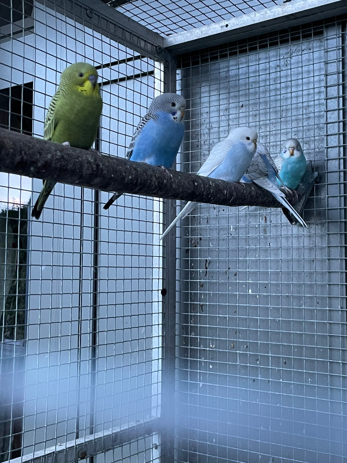 Jonge grasparkieten, Dieren en Toebehoren, Vogels | Parkieten en Papegaaien, Meerdere dieren, Parkiet