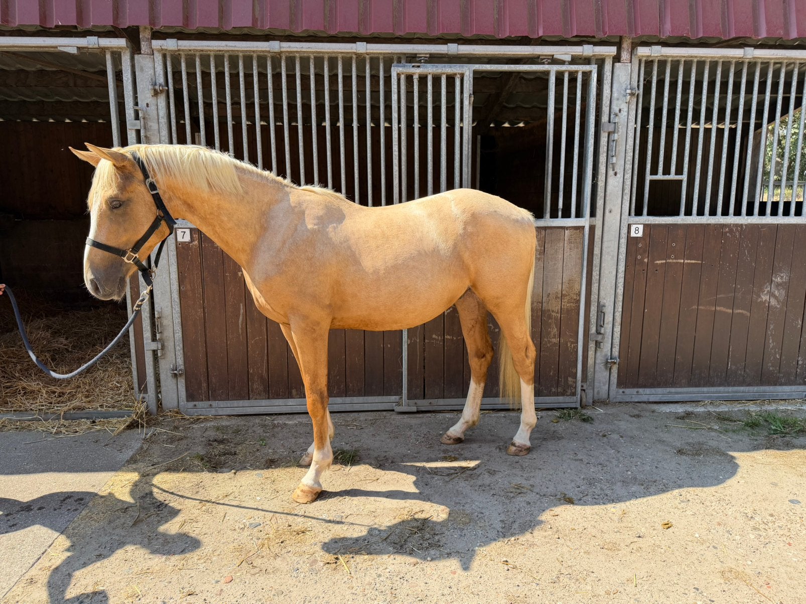 Palomino de 2 ans à vendre, Animaux & Accessoires, Avec pedigree, Moins de 160 cm, Étalon, 0 à 2 ans