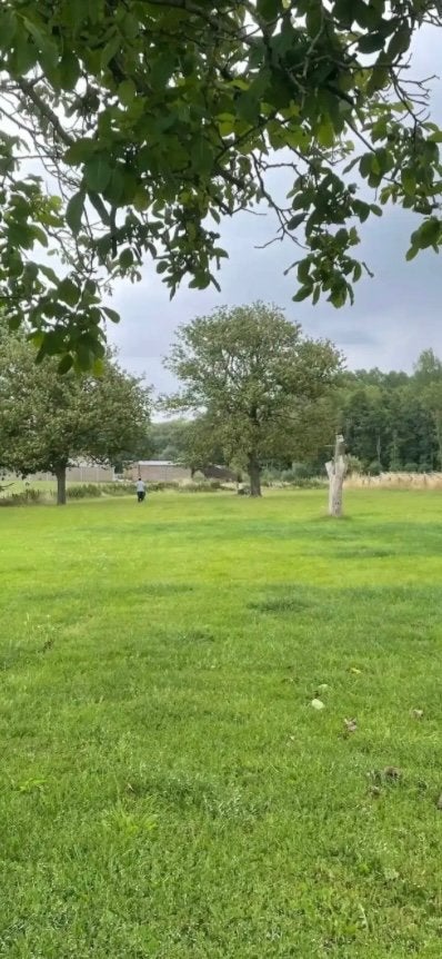 Weide gezocht in Hamme, Dieren en Toebehoren, Stalling en Weidegang, Weidegang