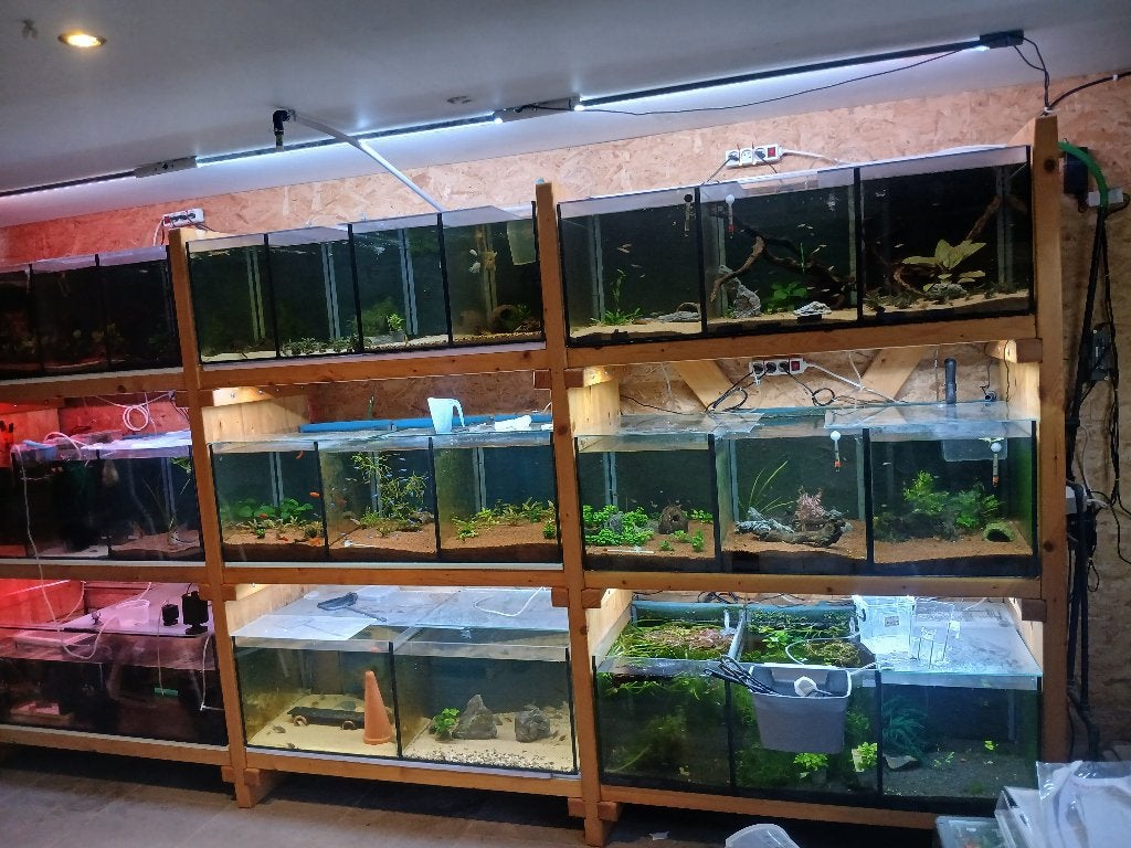 Rack d'aquarium, Animaux & Accessoires, Enlèvement, Utilisé, Aquarium d'eau douce rempli, Autres marques