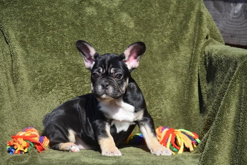 Prachtig tricolor Frans Bulldog pupje, Parvo, België, 8 tot 15 weken, Teef