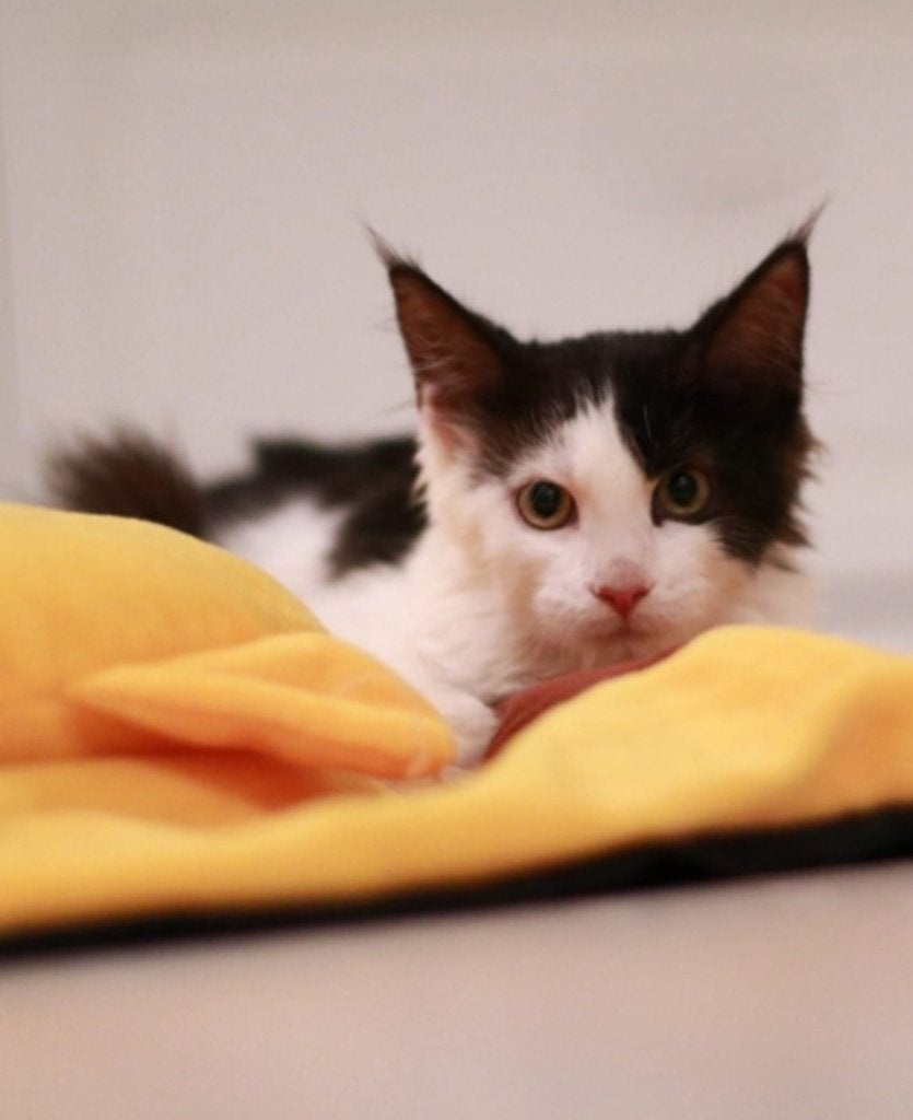 Mainecoon, Dieren en Toebehoren, Poes, Gechipt, 0 tot 2 jaar