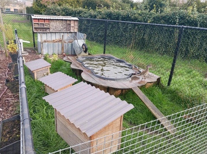 Canards + étang + nichoirs, Jardin & Terrasse, Étangs, Enlèvement