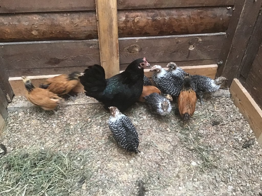 Jonge Vorwerk, Animaux & Accessoires, Volatiles, Sexe inconnu, Poule ou poulet