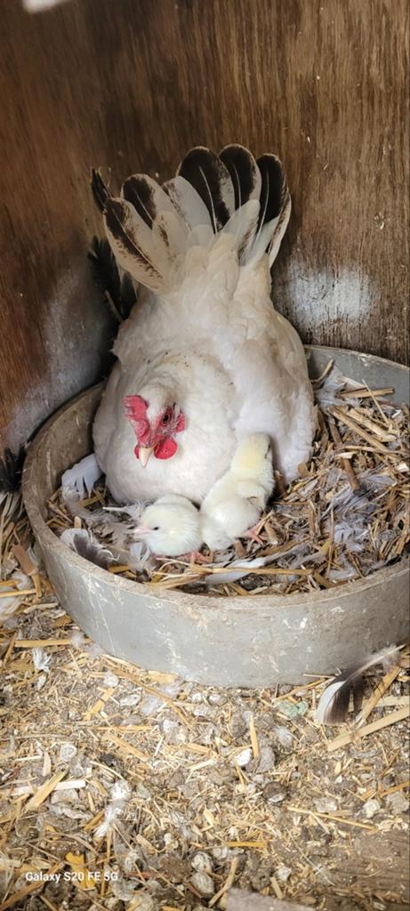 Chabo kippen, Dieren en Toebehoren, Pluimvee