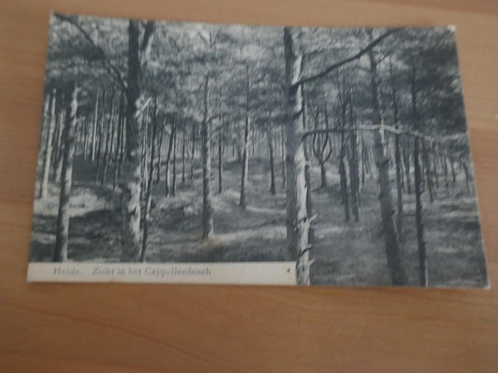 kalmthout -heide zicht op het cappellenbosch, Ophalen of Verzenden, Gelopen, Antwerpen