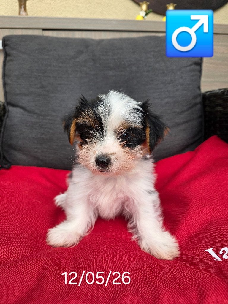 chiots Biewer Yorkshire, Yorkshire Terrier, Chien (mâle), Belgique, Un chien