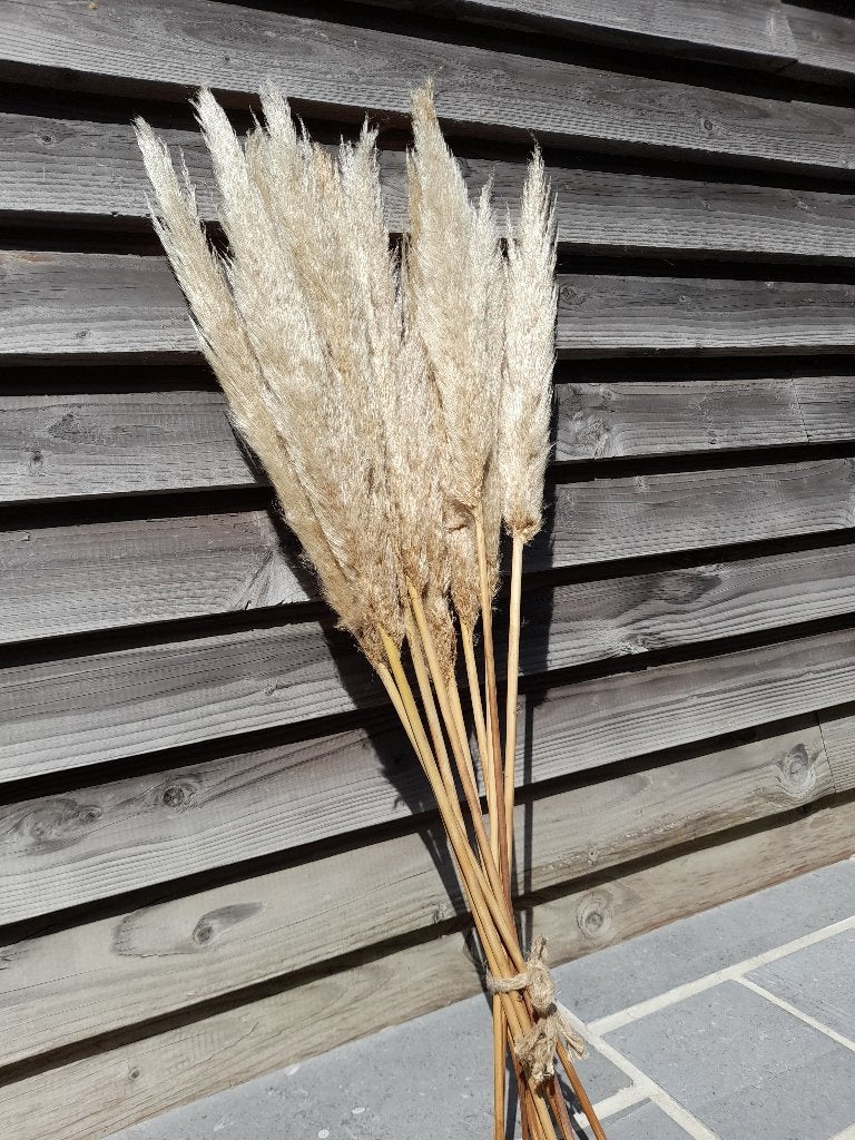 Pampas, Huis en Inrichting, Woonaccessoires | Droogbloemen, Ophalen, Nieuw