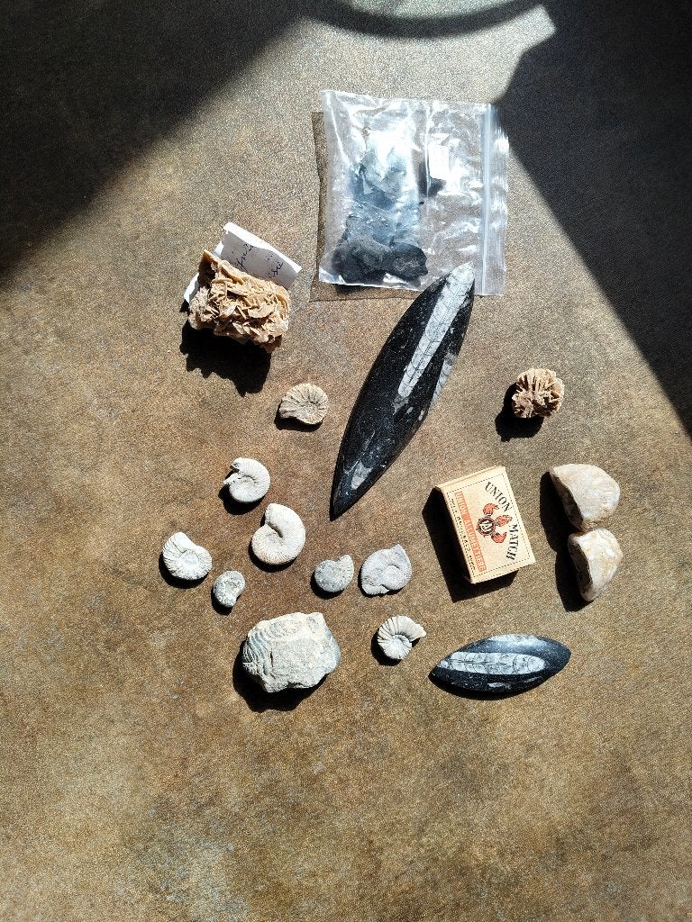 Coffret Fossil #1, Enlèvement ou Envoi, Fossile