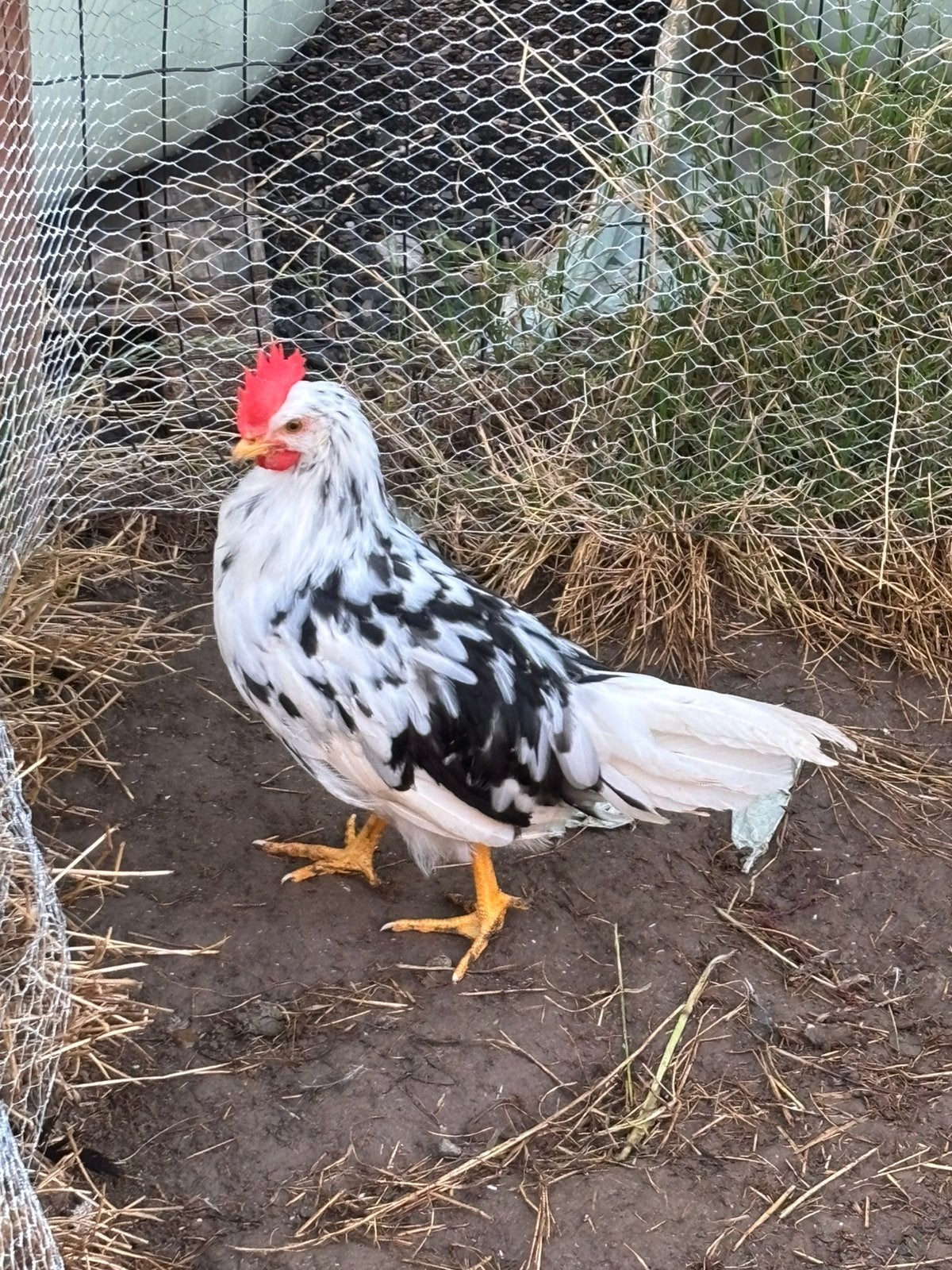 bonte leghorn haan, Mâle, Poule ou poulet