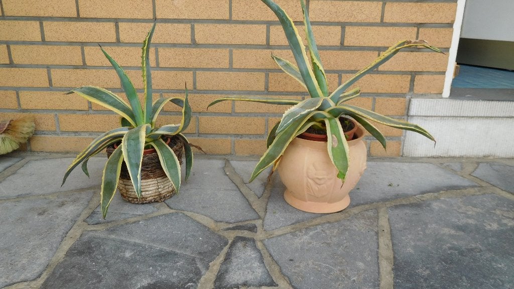 planten  agave en graslelie, Ophalen