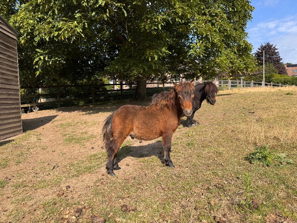 Mini Shetland - Hengstenveulens, Met stamboom, Niet van toepassing, 0 tot 2 jaar, Hengst