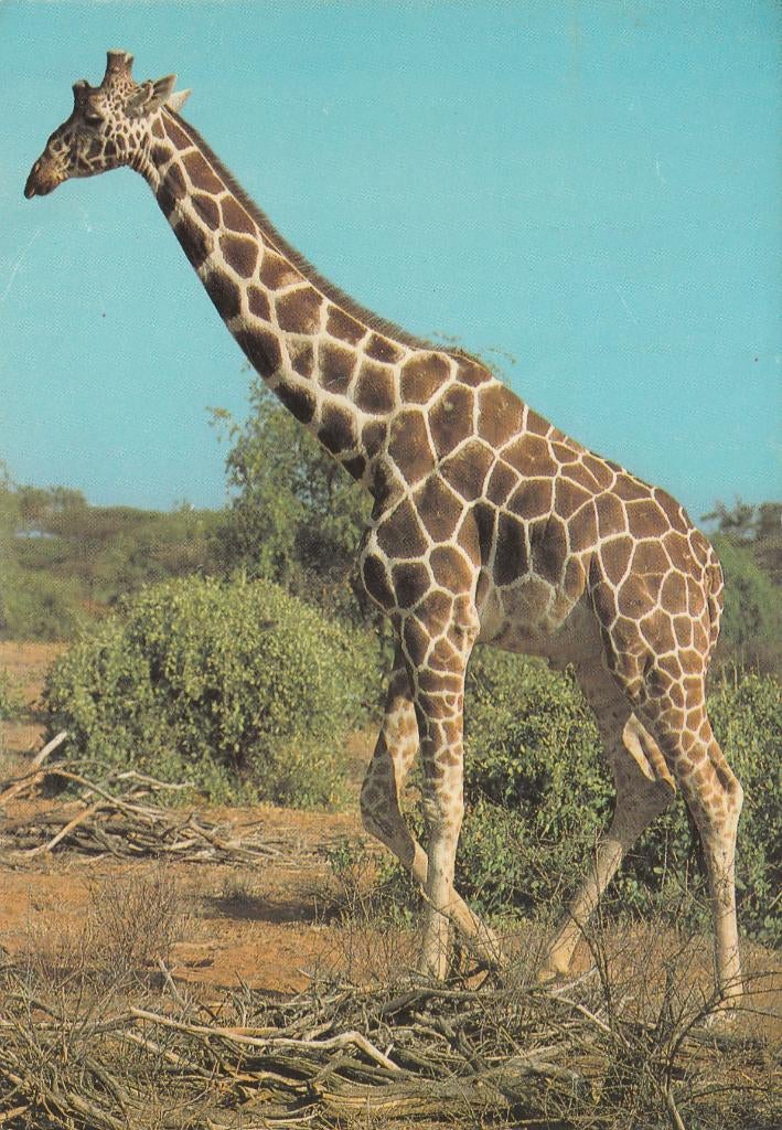 GIRAFFE  in  KENIA   + Mooie postzegel !, Verzenden, 1980 tot heden, Gelopen, Wild dier
