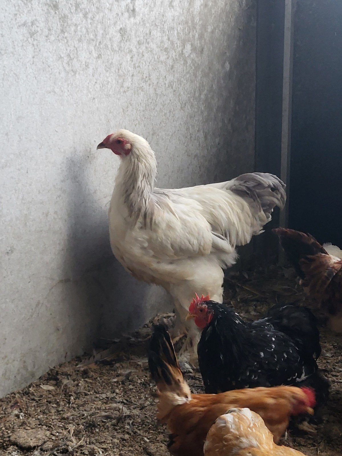 brahma columbia blauw haan, Dieren en Toebehoren, Mannelijk, Kip