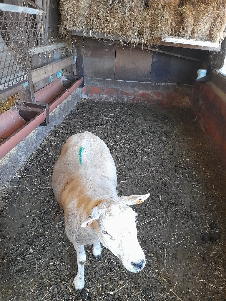 schaap ooi, Vrouwelijk, Schaap, 3 tot 5 jaar