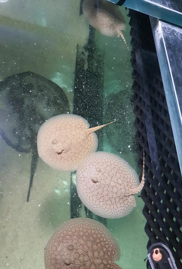 Potamotrygon, Animaux & Accessoires, Enlèvement