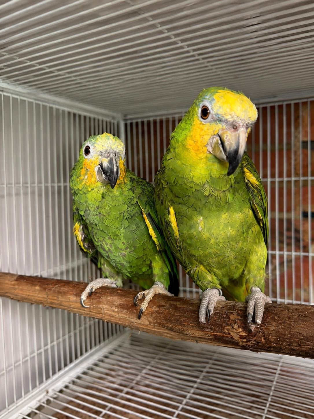 koppel Venezuela-amazones, Dieren en Toebehoren, Vogels | Parkieten en Papegaaien