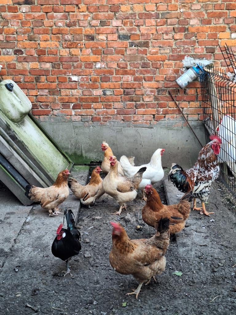 Engelse kippen, Dieren en Toebehoren