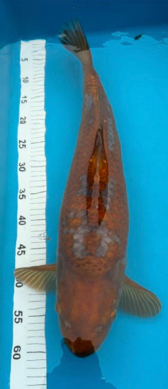 Japanse Koi ochiba, Animaux & Accessoires, Poissons | Poissons d'étang, Carpe ou Koï