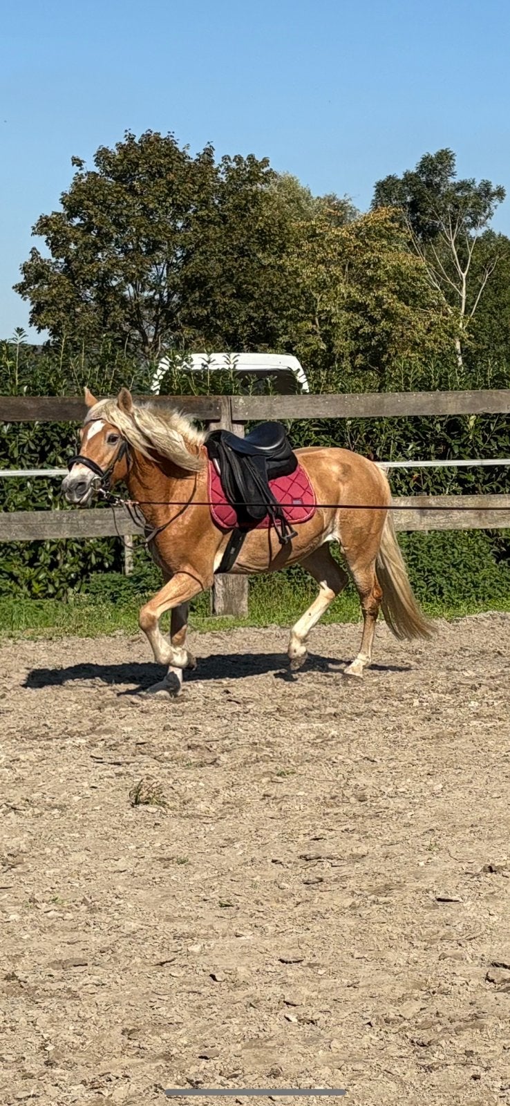 Haflinger merrie 3 jaar, Animaux & Accessoires, Jument, Débourré
