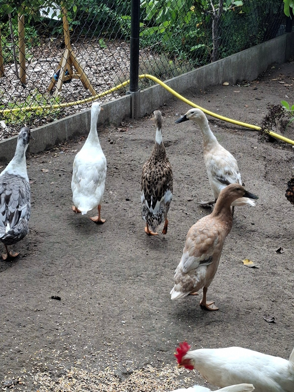 Indische loopeend, Animaux & Accessoires, Femelle, Canard
